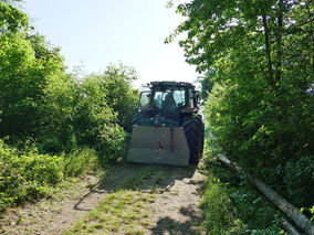 Rodung am Weingarten (Foto: Karl-Franz Thiede)